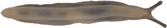 Deroceras invadensVÄXTHUSSNIGEL4,6 × 26,5 mm